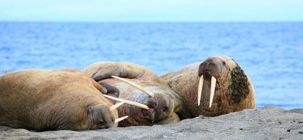 seals of Spitsbergen