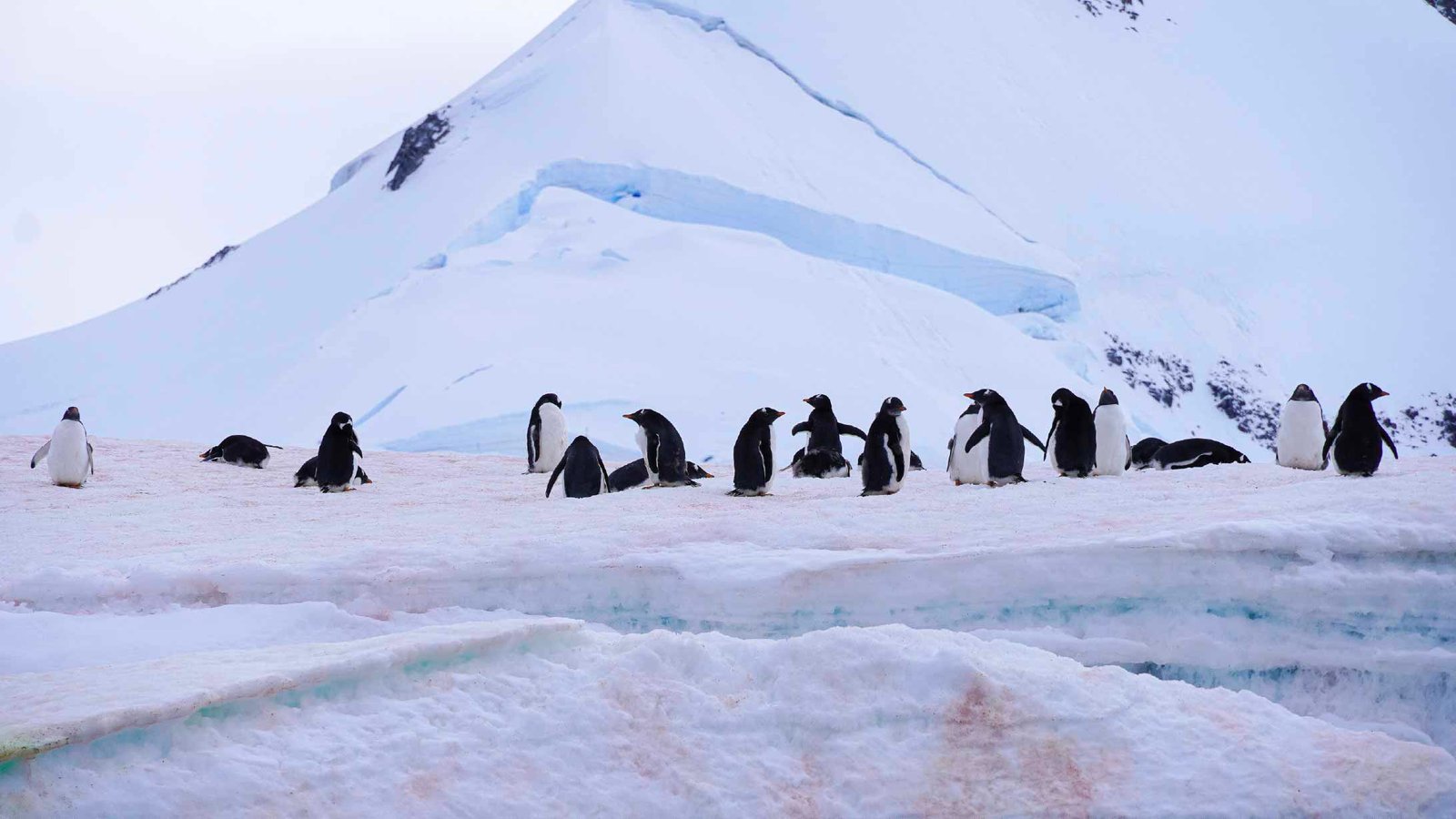 port lockroy in antarctica, view of penguins over an iceberg